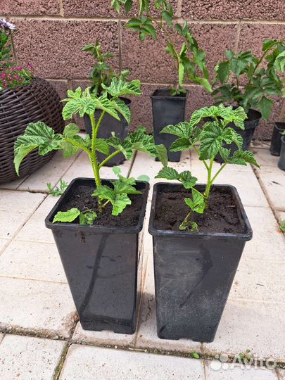 Саженцы ежевики, малины