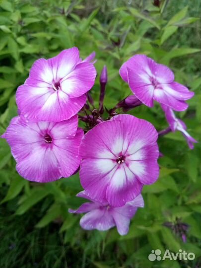 Анемоны, флоксы и другие цветы