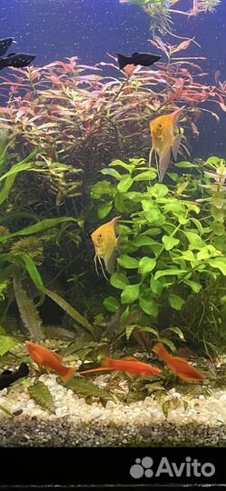 Аквариумные растения