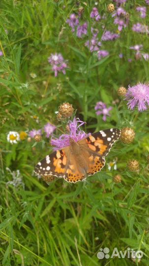 Травы лекарственные/для чая (саженцы, сбор)