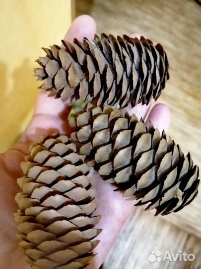 Шишки деловые сосновый