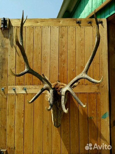 Продам рога