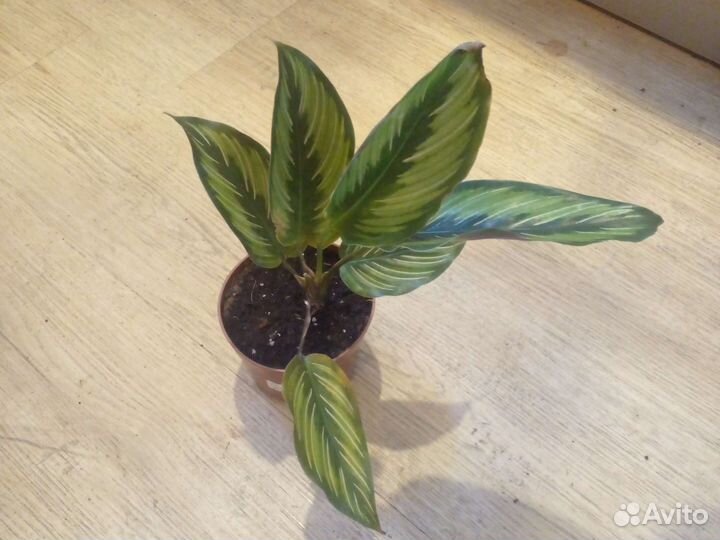 Калатея 10 сортов