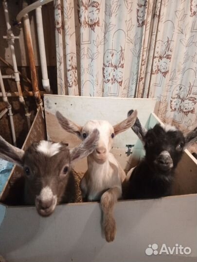 Козлята месячные