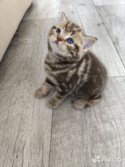 Продам британских котят