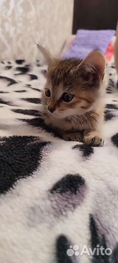 Отдам котенка в добрые руки