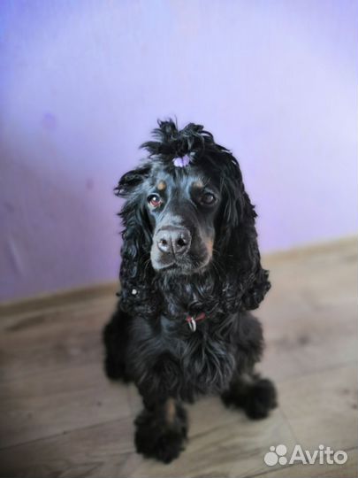 Кокер спаниель