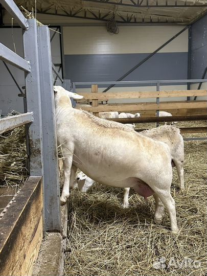 Овцы бараны ягнята Дорпера