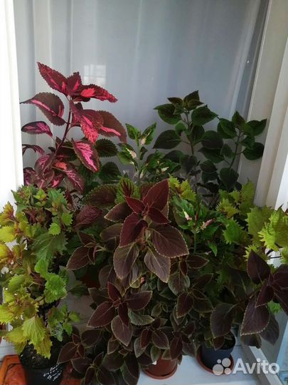 Колеусы вегетативные, продаю или меняю