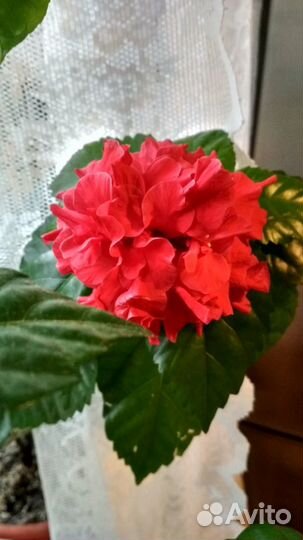 Гибискус махровый красный