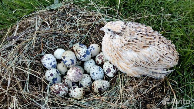 Яйца воронеж. Перепёлка в Воронежской обл. Перепелиный островок 5 букв первая а.