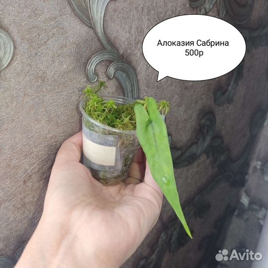 Алоказия махарани
