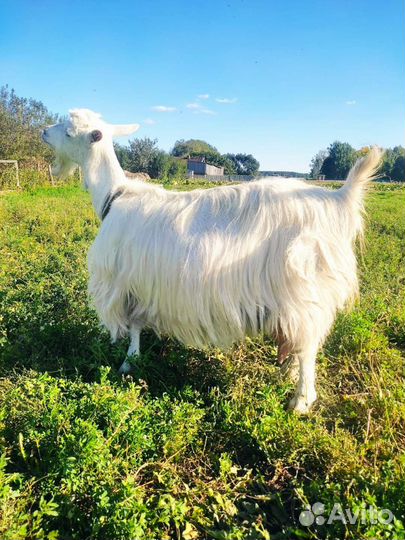 Зааненская дойная коза