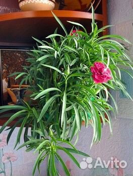 Ампельная гвоздика. Укоренённые черенки