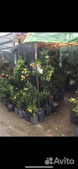 Саженцы цитрусов,дервья со приживаемостью