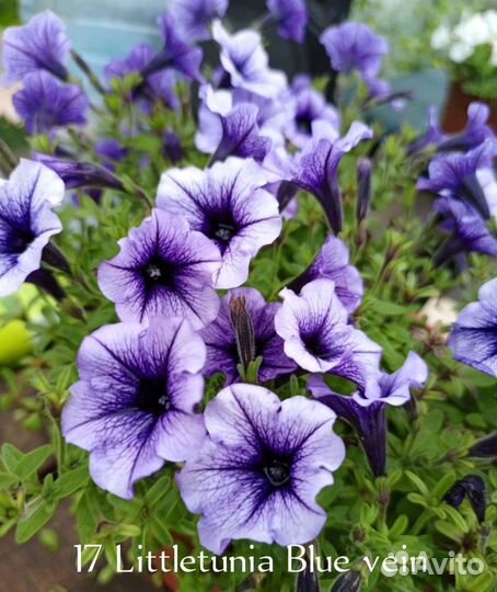 Вегетативная петуния укорененные черенки