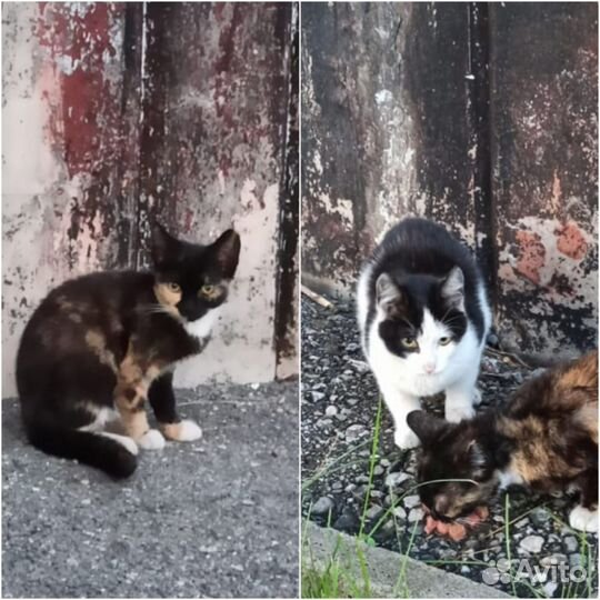 Котята в добрые руки