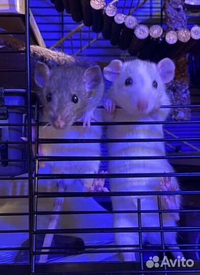 Передержка животных