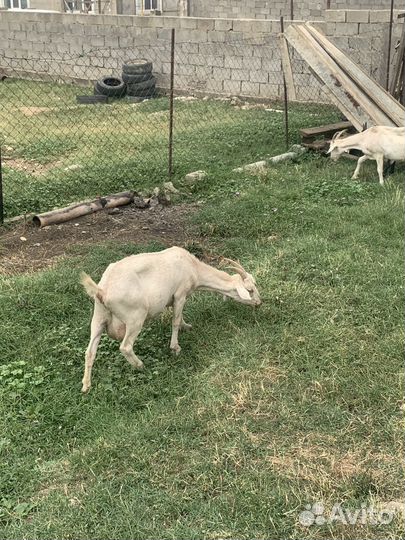 Козы дойные