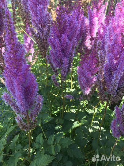 Многолетние садовые цветы и пряные растения для са