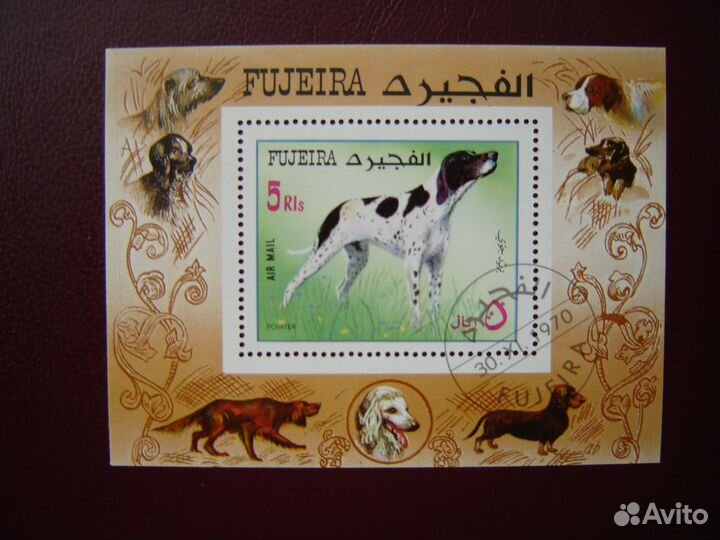 Фауна.Собаки