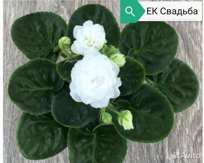 Фиалки сортовые. Большой ассортимент