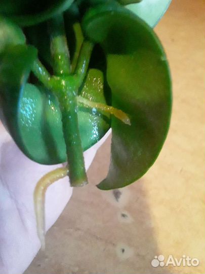 Хойя Компакта и др