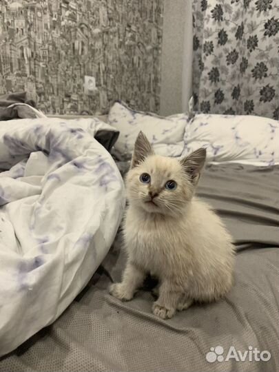 Кот сиамски, мальчик