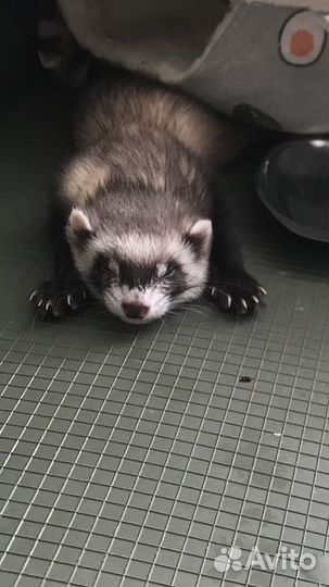 Хорек девочка