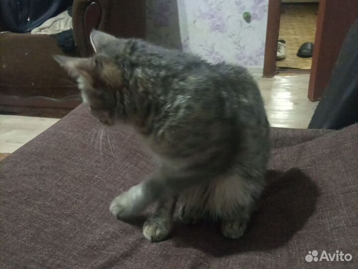 Кошка