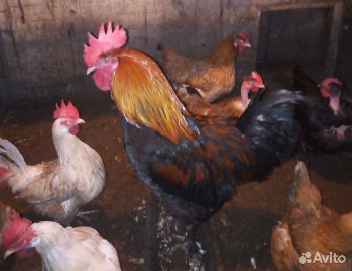 Петух маран