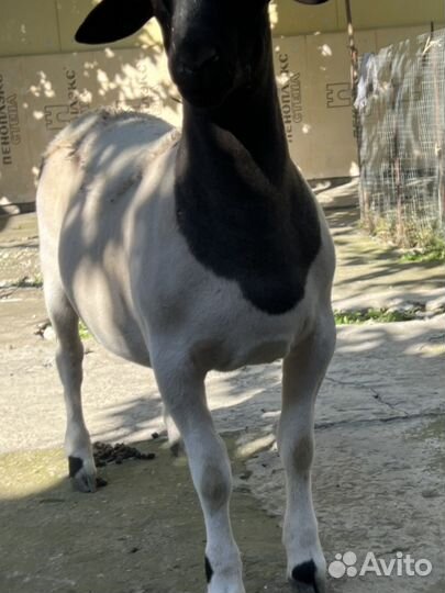 Баранчик дорпер