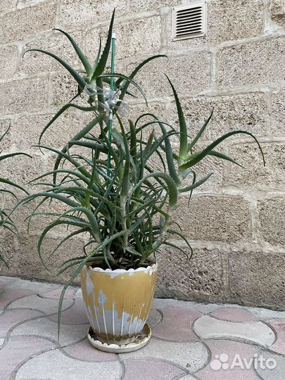 Алоэ лечебный