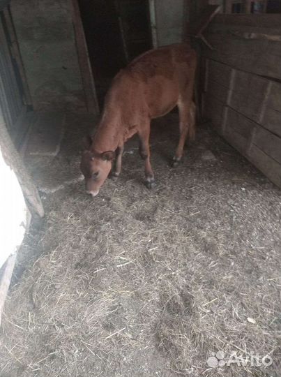 Телята телочки