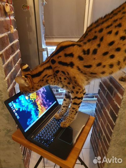 Ноутбук игровой Core i5. GTX 1050ti 4гб.Гарантия