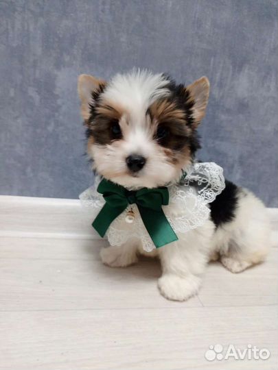 Йоркширский терьер