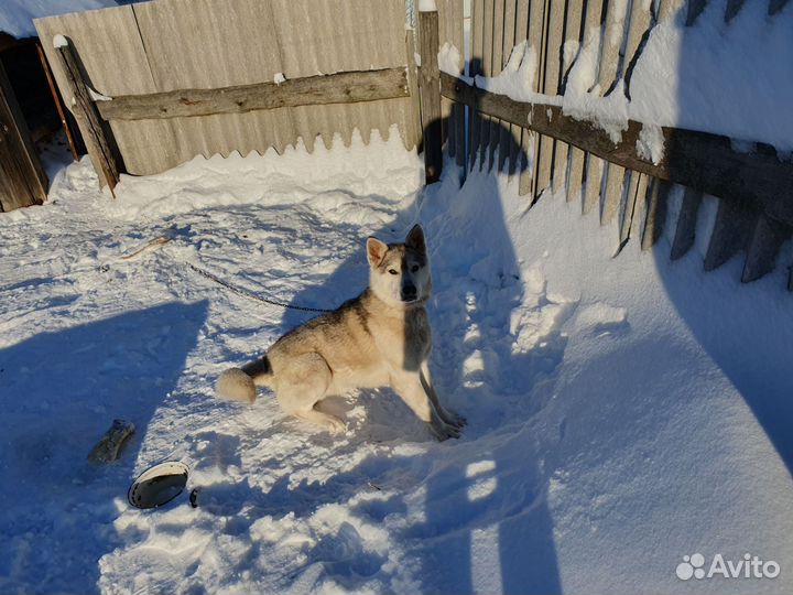 Собака в добрые руки отдам бесплатно
