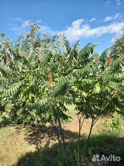 Саженцы сумах