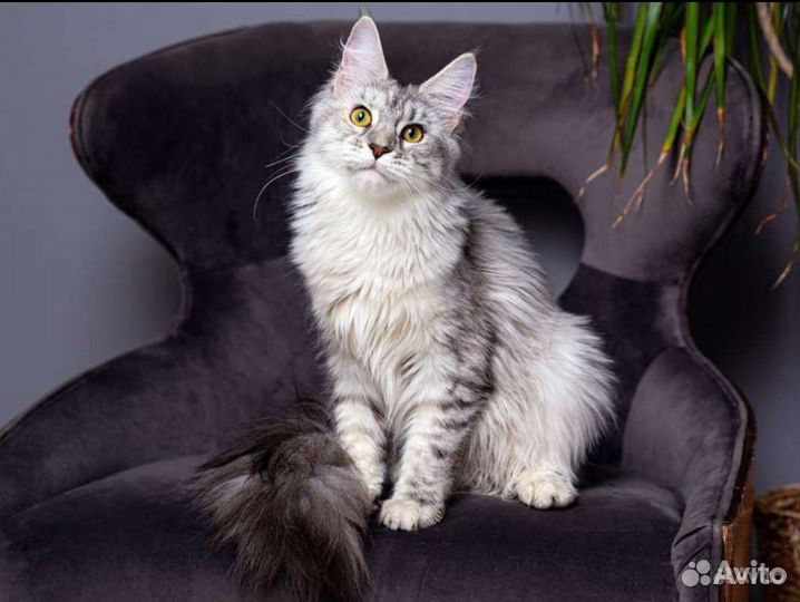Кошка мейн кун в добрые руки