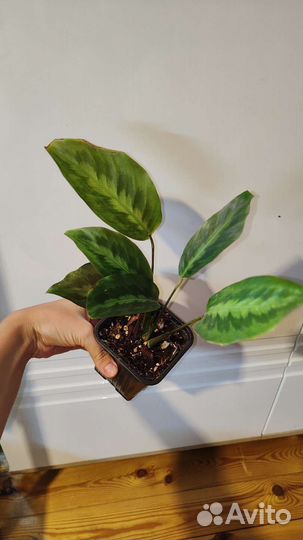 Калатея Legrelliana редкость