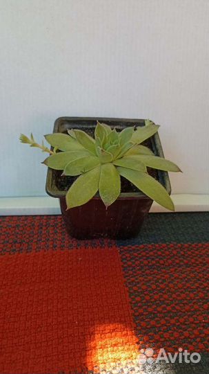 Каменная роза (молодило) на продажу