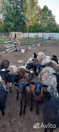 Овцы бараны ягнята