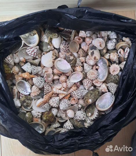 Морские ракушки раковины маленькие мешком 3,4 кг