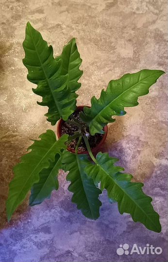 Филодендроны