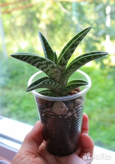 Алоэ пестрое (тигровое)