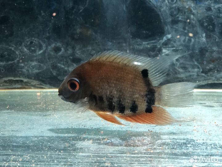 Цихлазома северум красноплечий