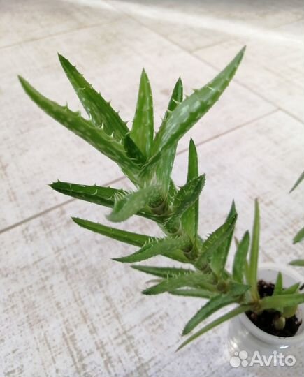 Алоэ ювенильное