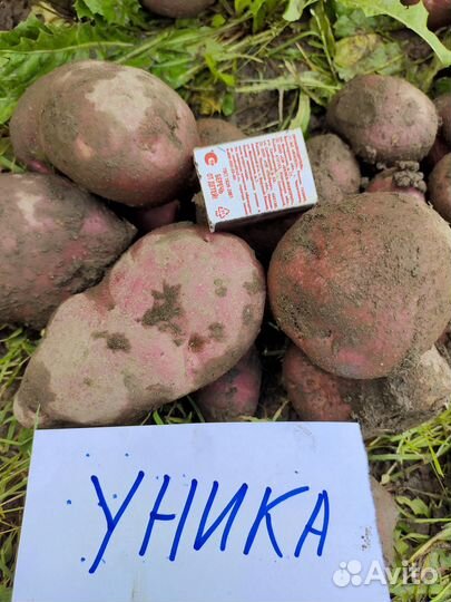 Картофель семенной Уника,Шервари пирошка,Сынок