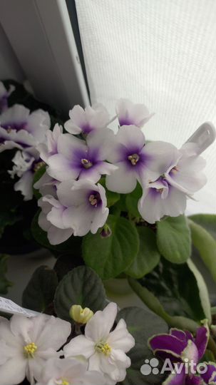 Фиалка сортовая