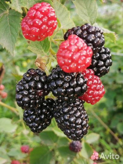 Саженцы ежевики безшипной тройная корона